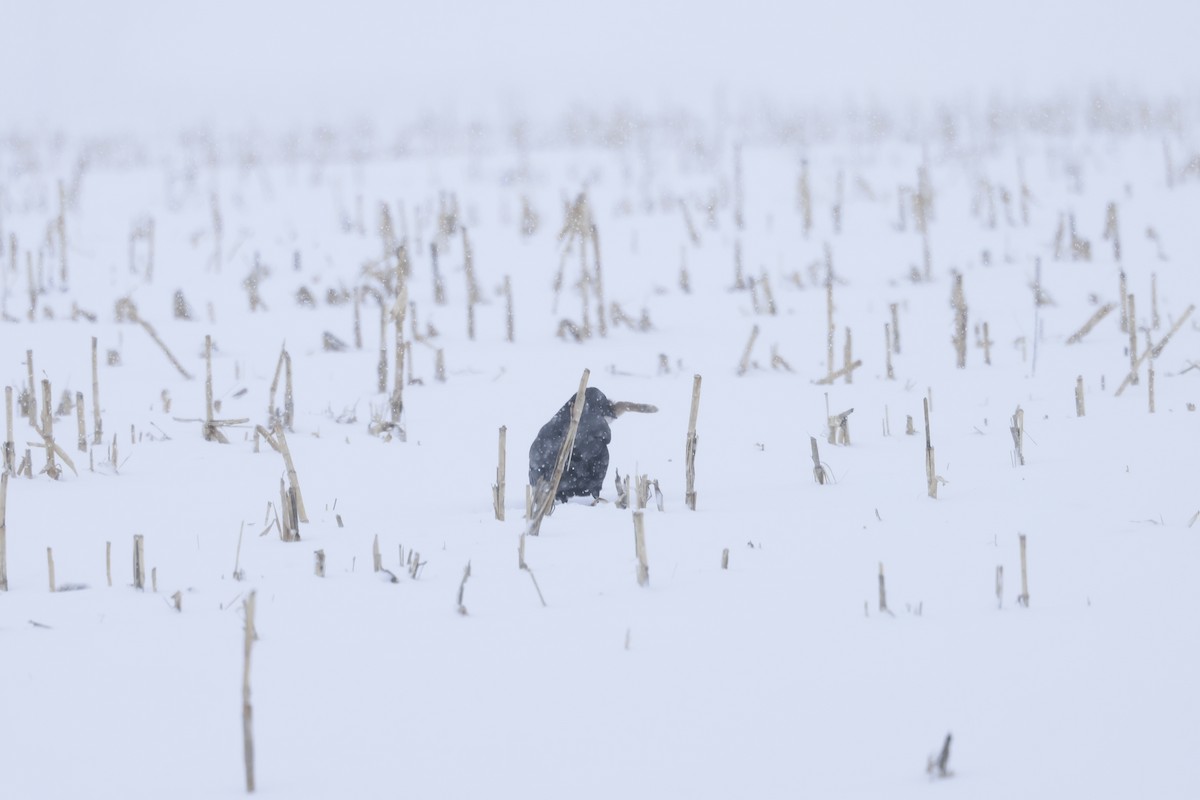 Common Raven - Marie Provost