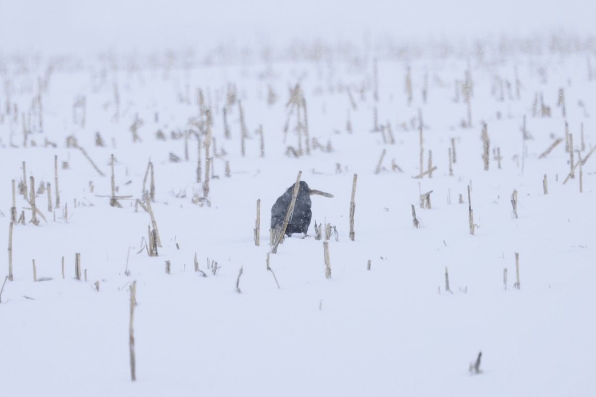 Common Raven - Marie Provost