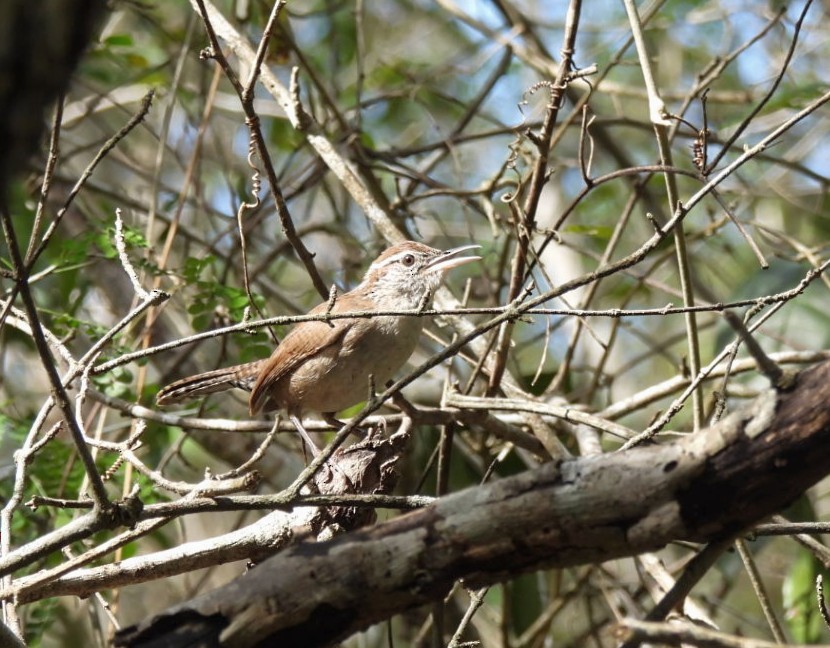 Carolina Wren (White-browed) - ML533011841