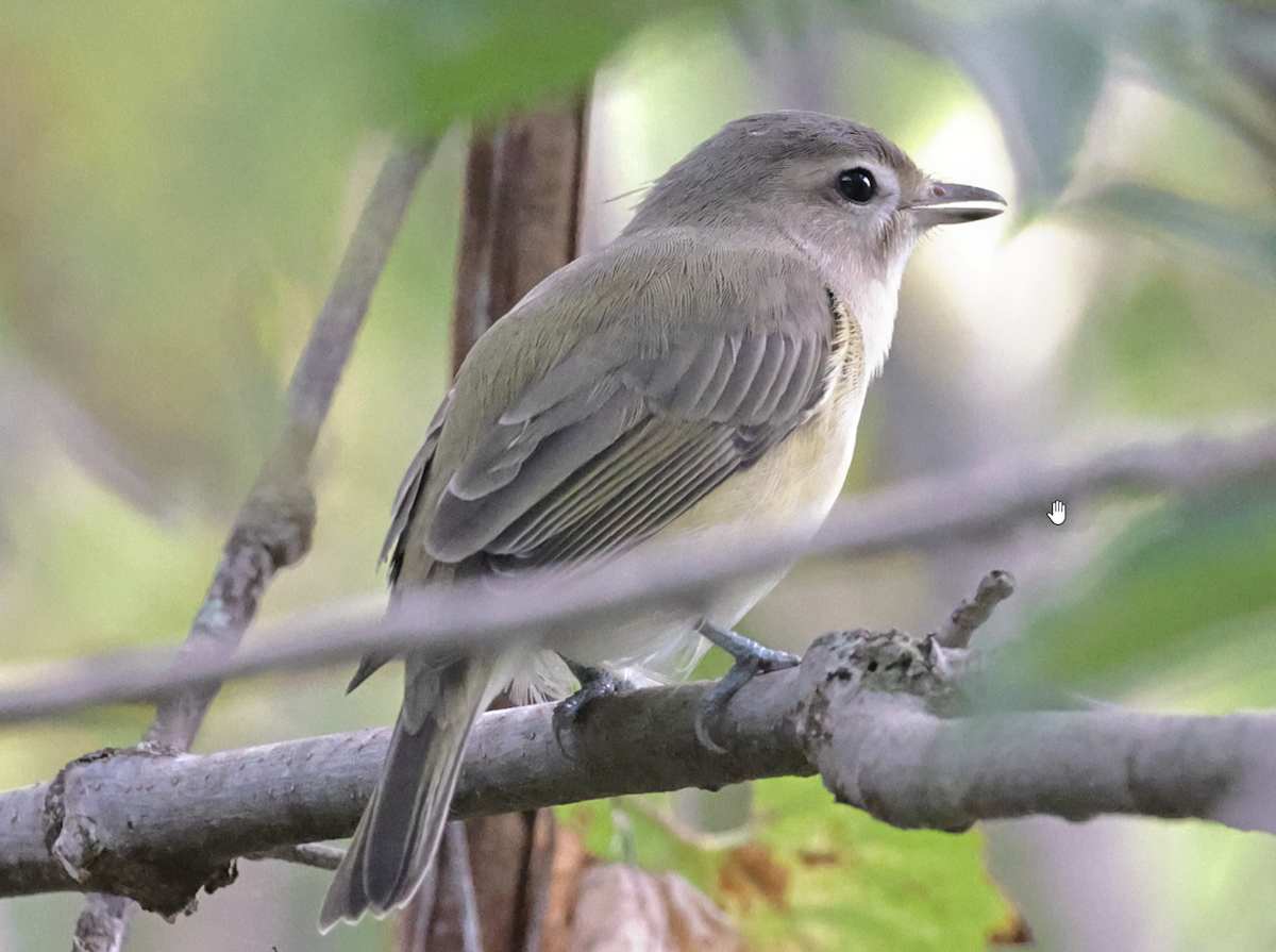 Warbling Vireo - Marie Provost