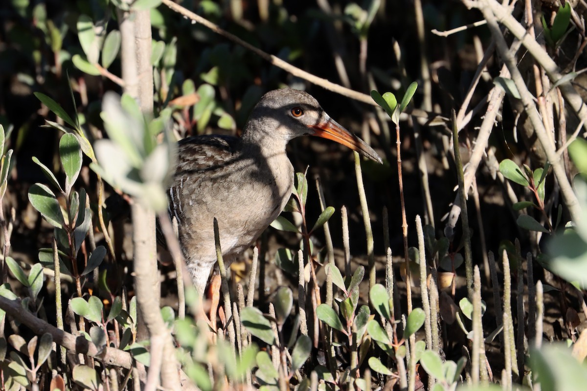 Mangrove Rail (Fonseca) - ML533012981