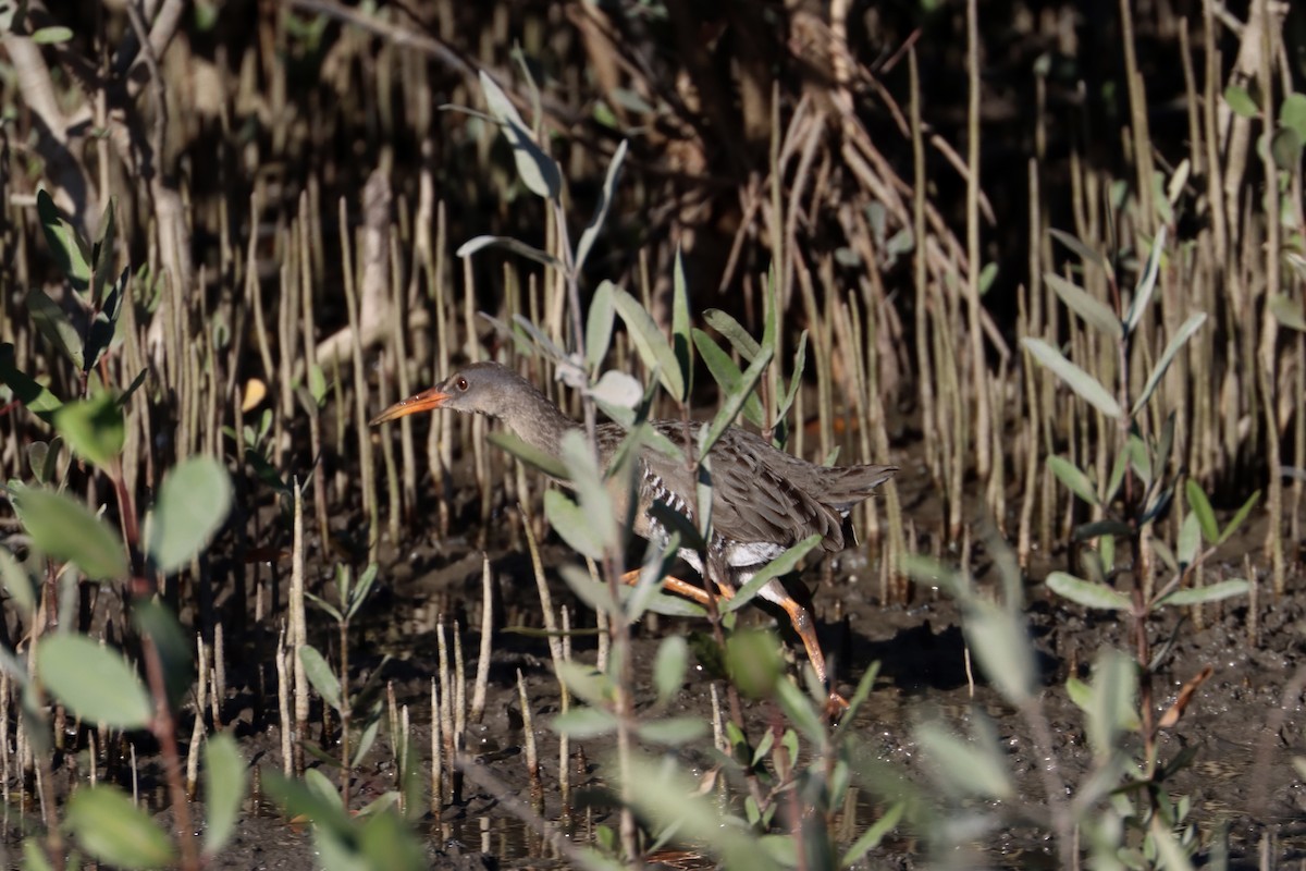 Mangrove Rail (Fonseca) - ML533013111