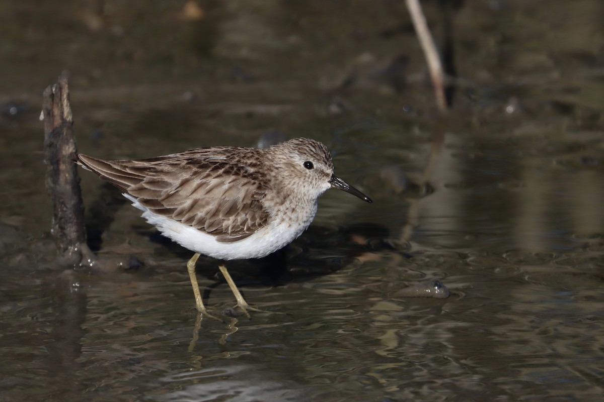 Least Sandpiper - ML533013321