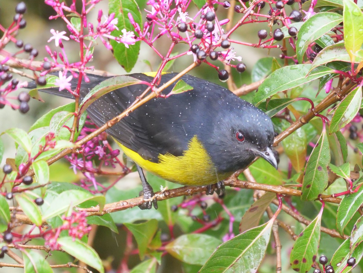Black-and-yellow Silky-flycatcher - Graham Hutchison