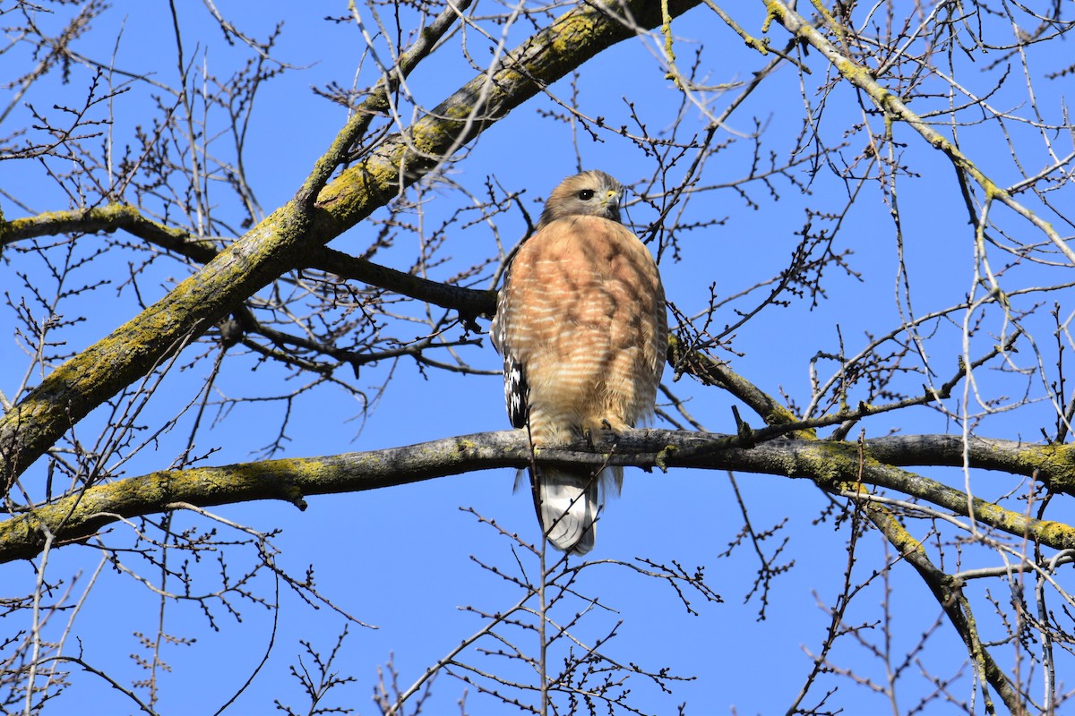 Red-shouldered Hawk - ML533015241