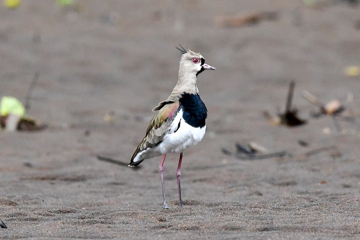 Southern Lapwing - Bill Asteriades