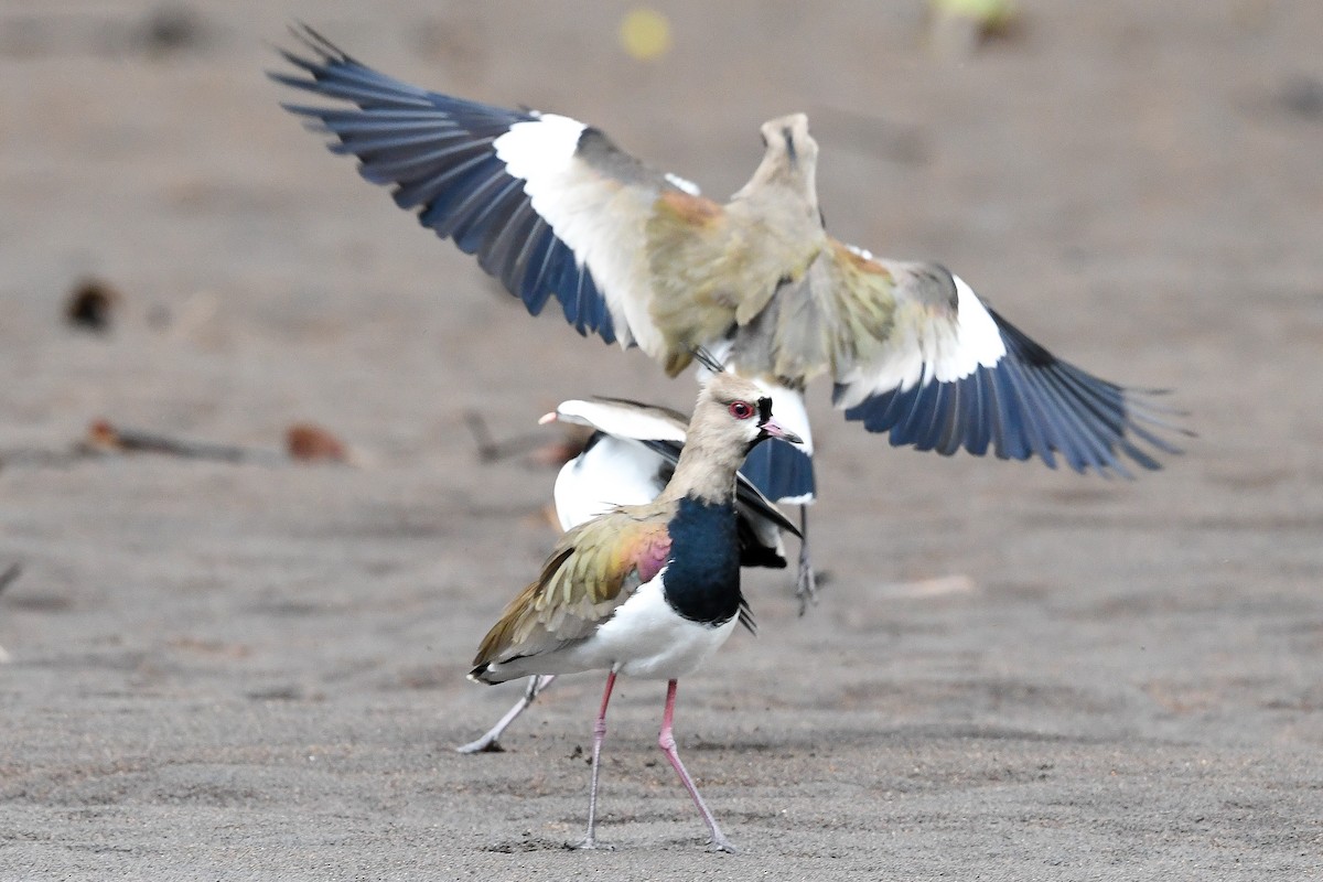 Southern Lapwing - Bill Asteriades