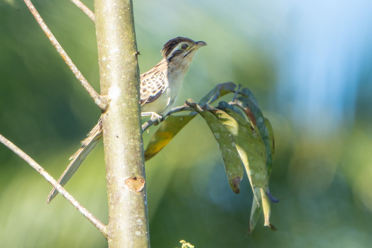 Striped Cuckoo - Ashley Pichon