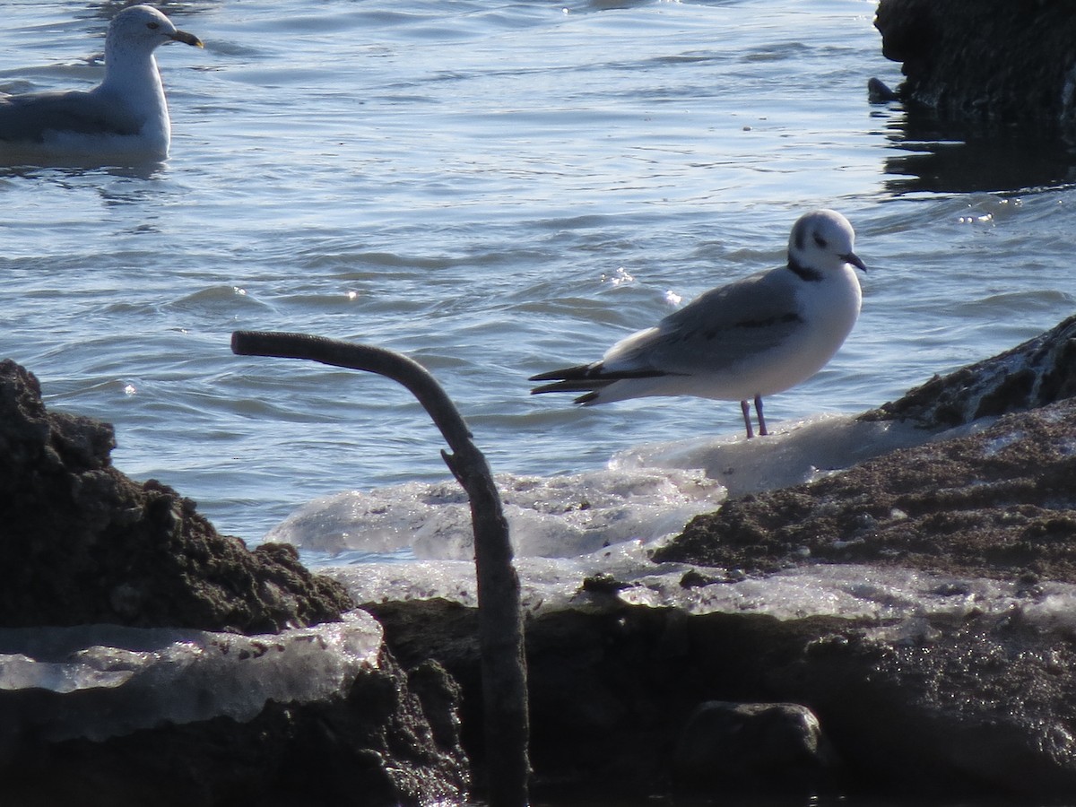 Black-legged Kittiwake - ML533017641