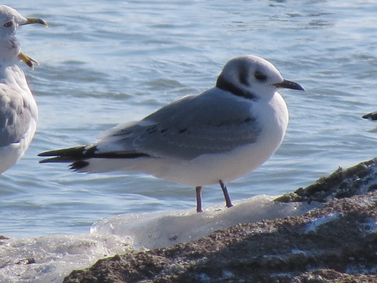 Black-legged Kittiwake - ML533017891