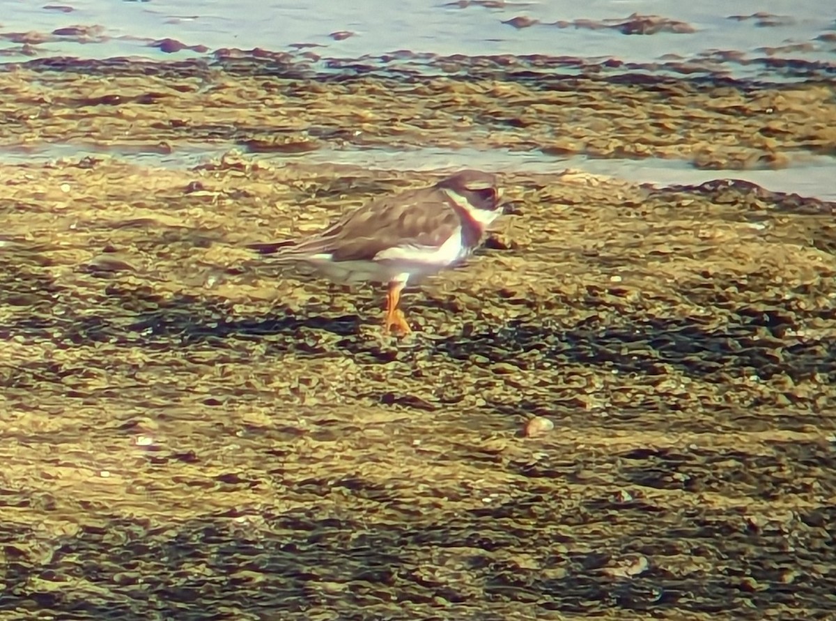 Common Ringed Plover - ML533018871