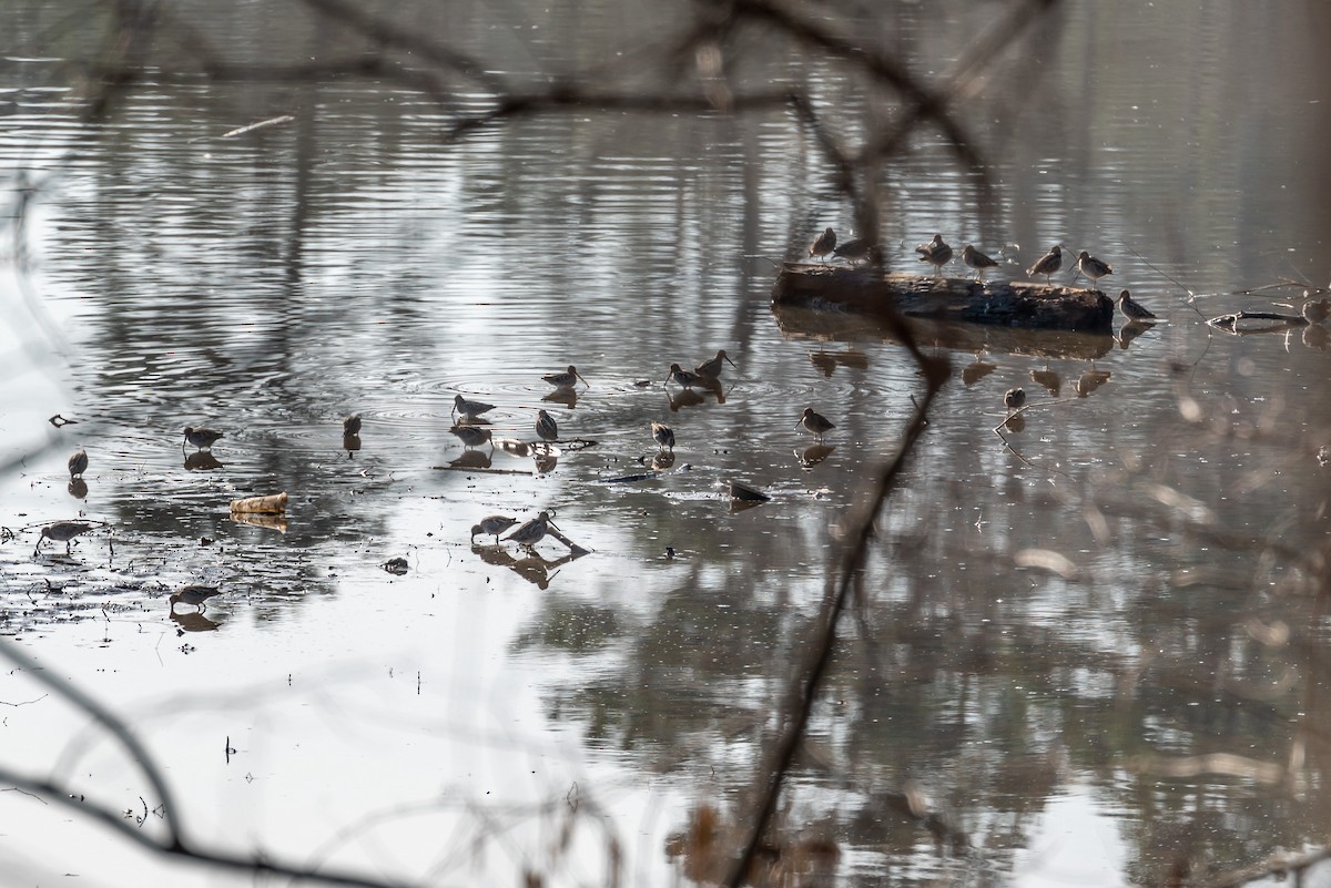 Wilson's Snipe - ML533020241