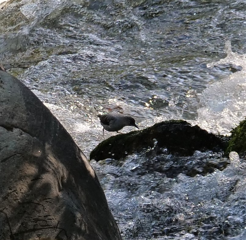 American Dipper - ML533020451