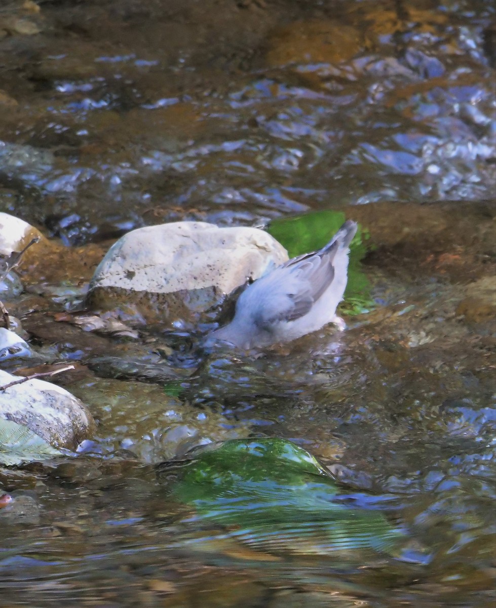 American Dipper - ML533020461