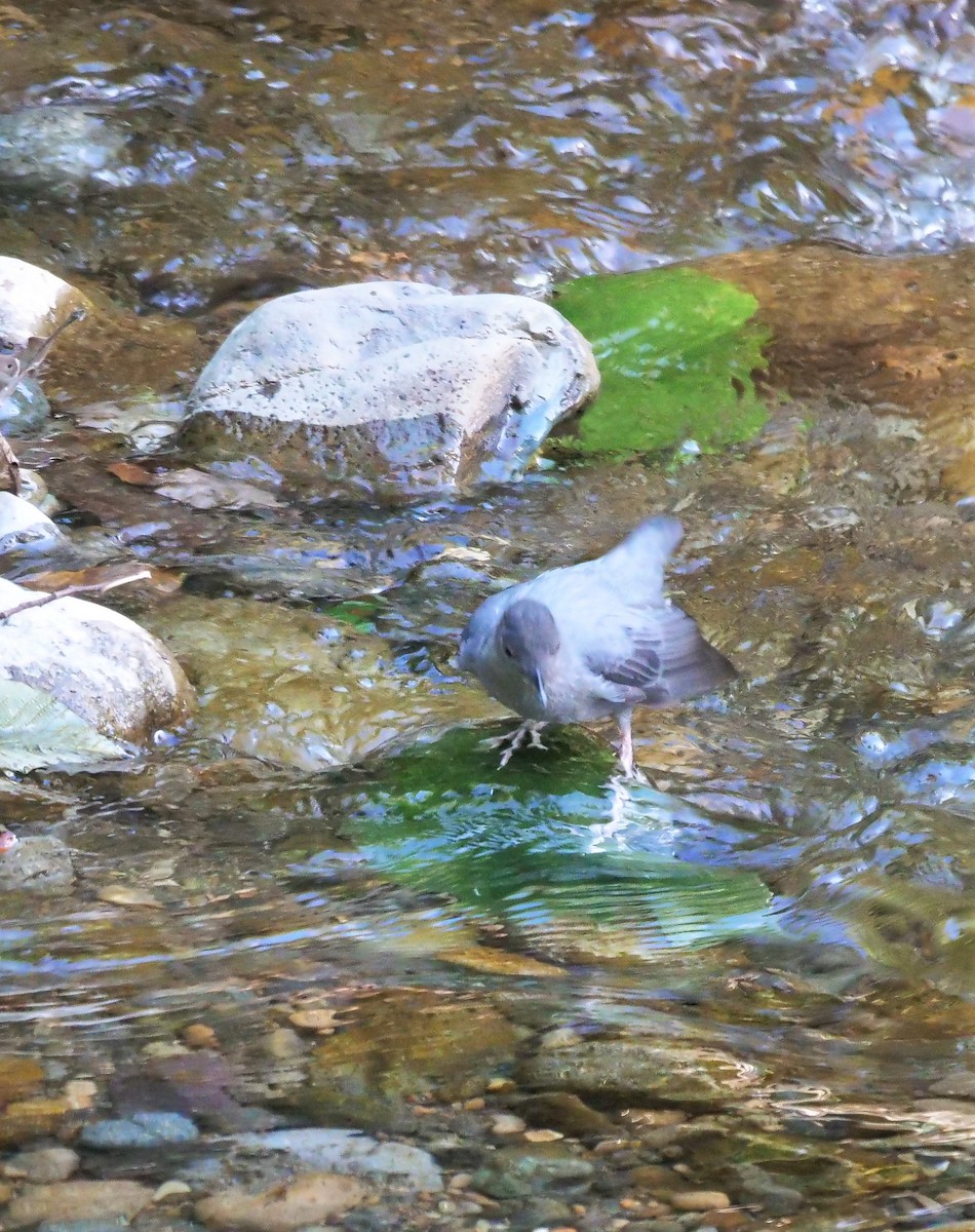 American Dipper - Graham Hutchison