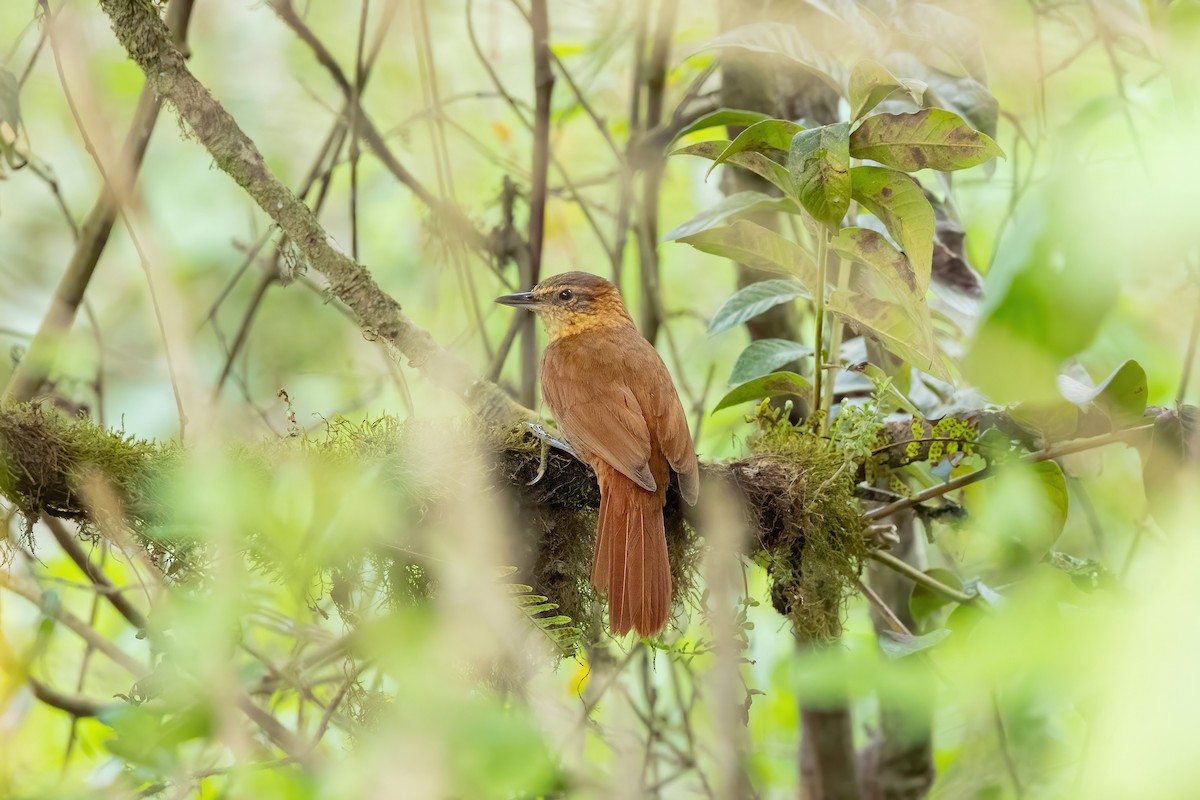 Rufous-necked Foliage-gleaner - ML533020631