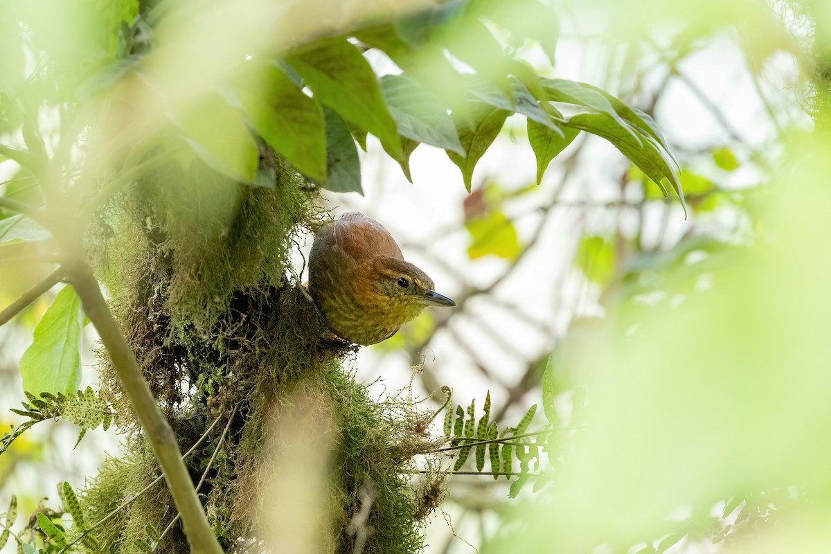 Rufous-necked Foliage-gleaner - ML533021121