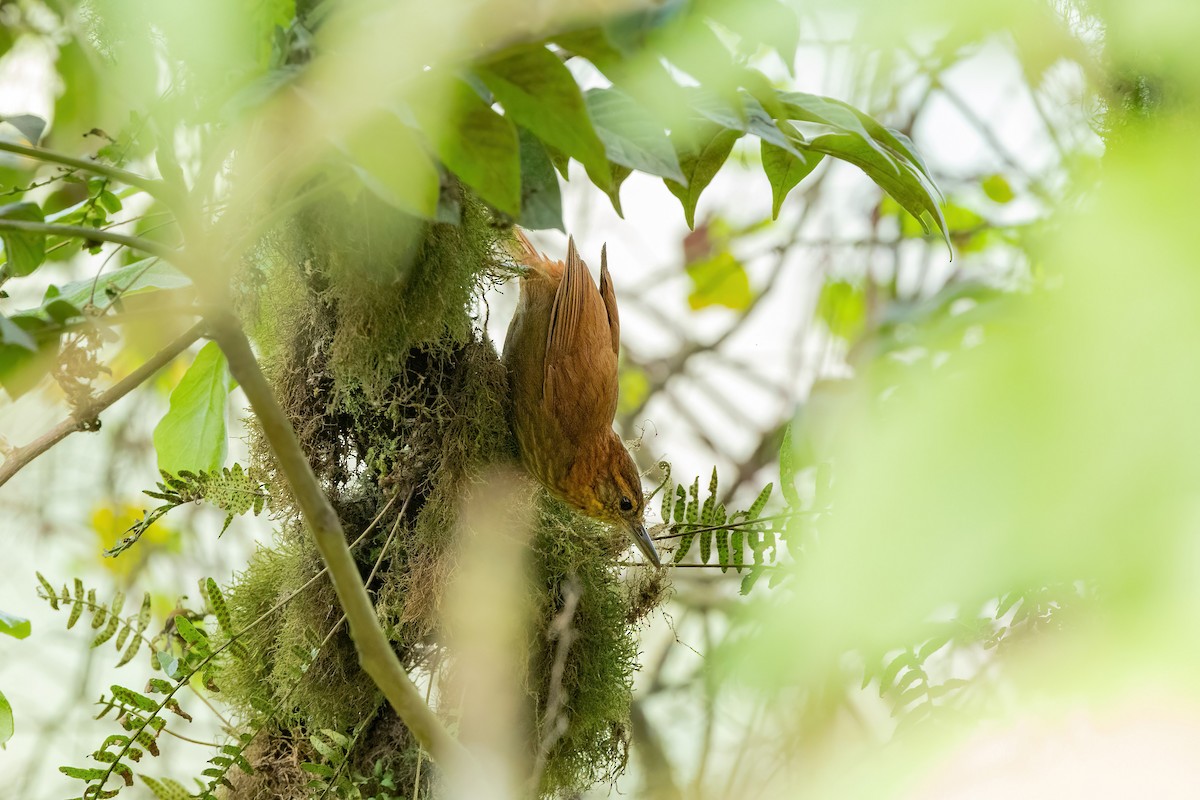 Rufous-necked Foliage-gleaner - Thibaud Aronson