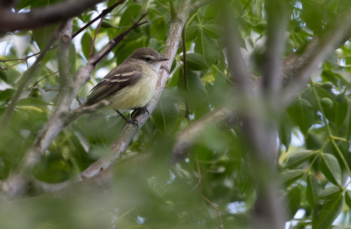 Sclater's Tyrannulet - Lars Petersson | My World of Bird Photography