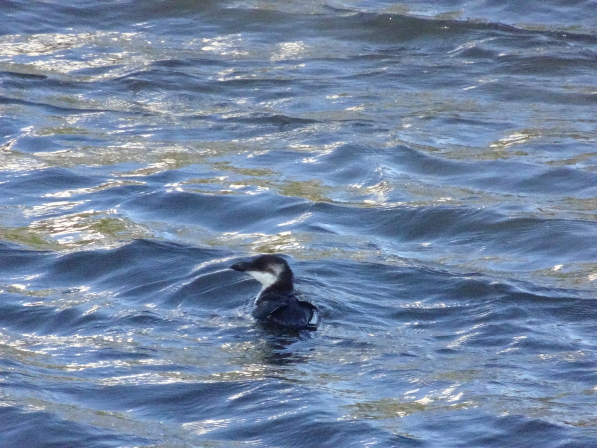 Razorbill - ML533022431