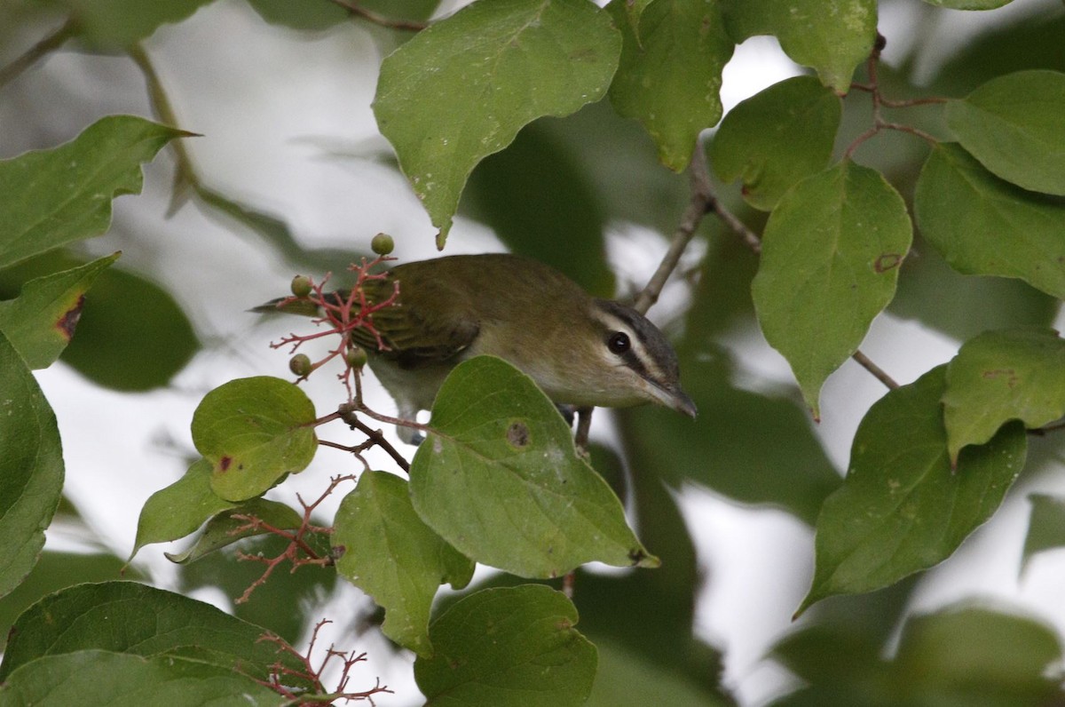 Red-eyed Vireo - ML533023931