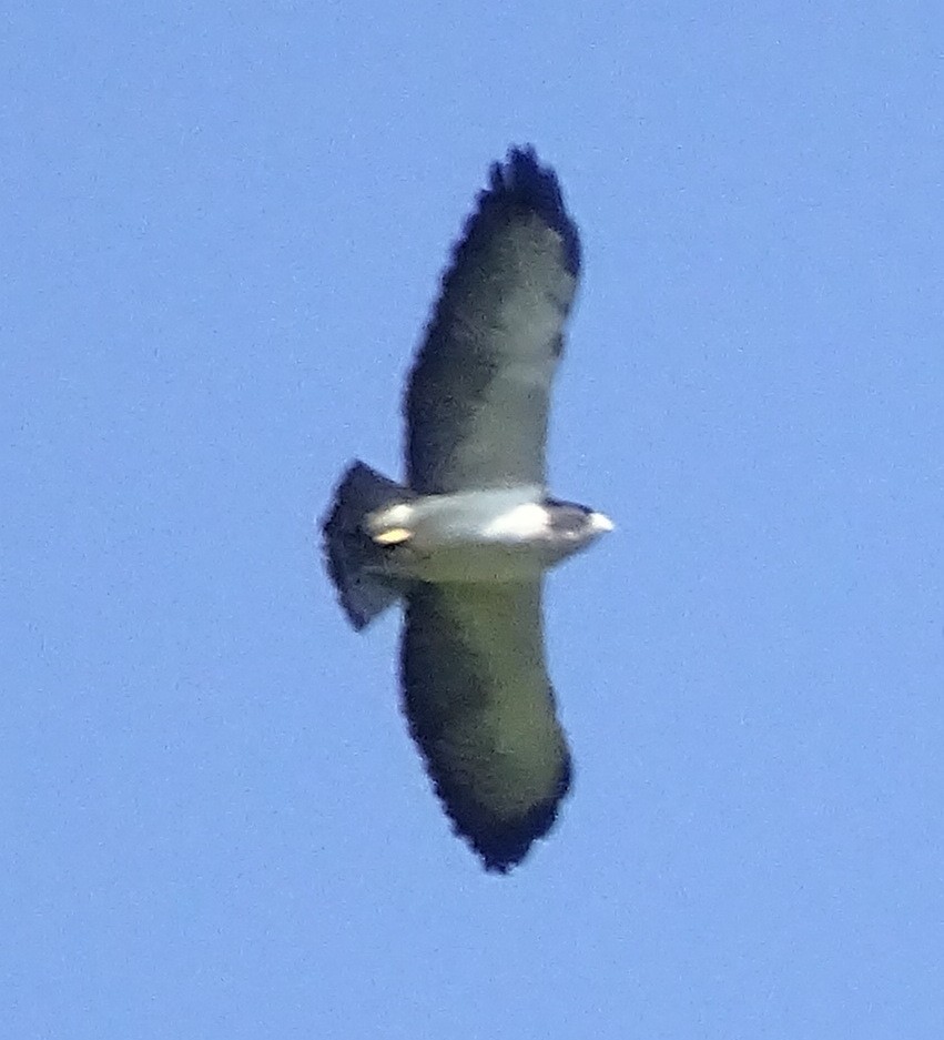 Short-tailed Hawk - Andrés M. López