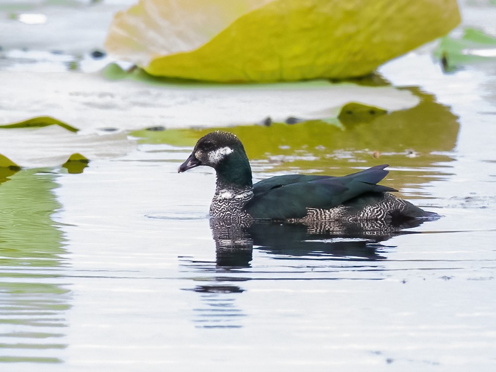 Green Pygmy-Goose - Peter Seubert