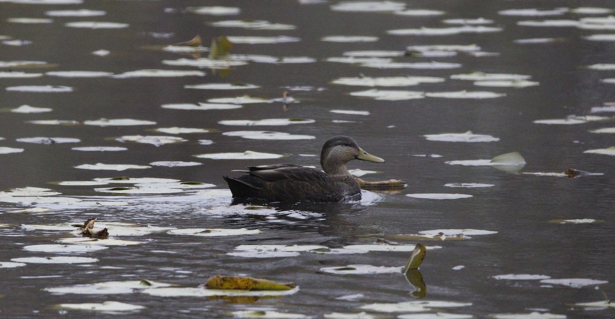 American Black Duck - Justin Bush