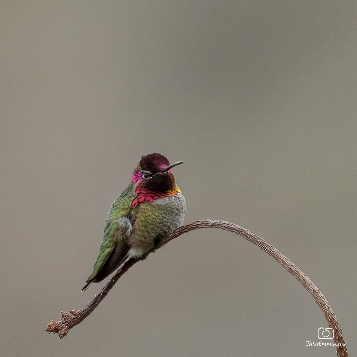Anna's Hummingbird - Menashe Lichtenstein