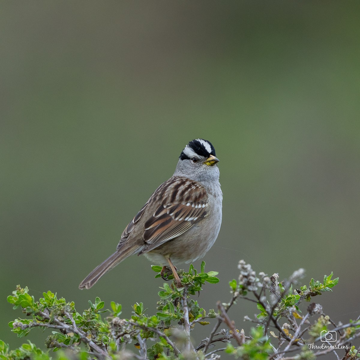 White-crowned Sparrow - Menashe Lichtenstein
