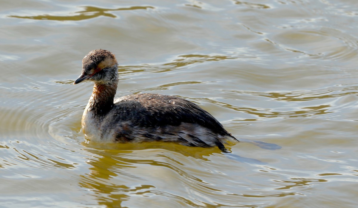 Horned Grebe - ML53302691