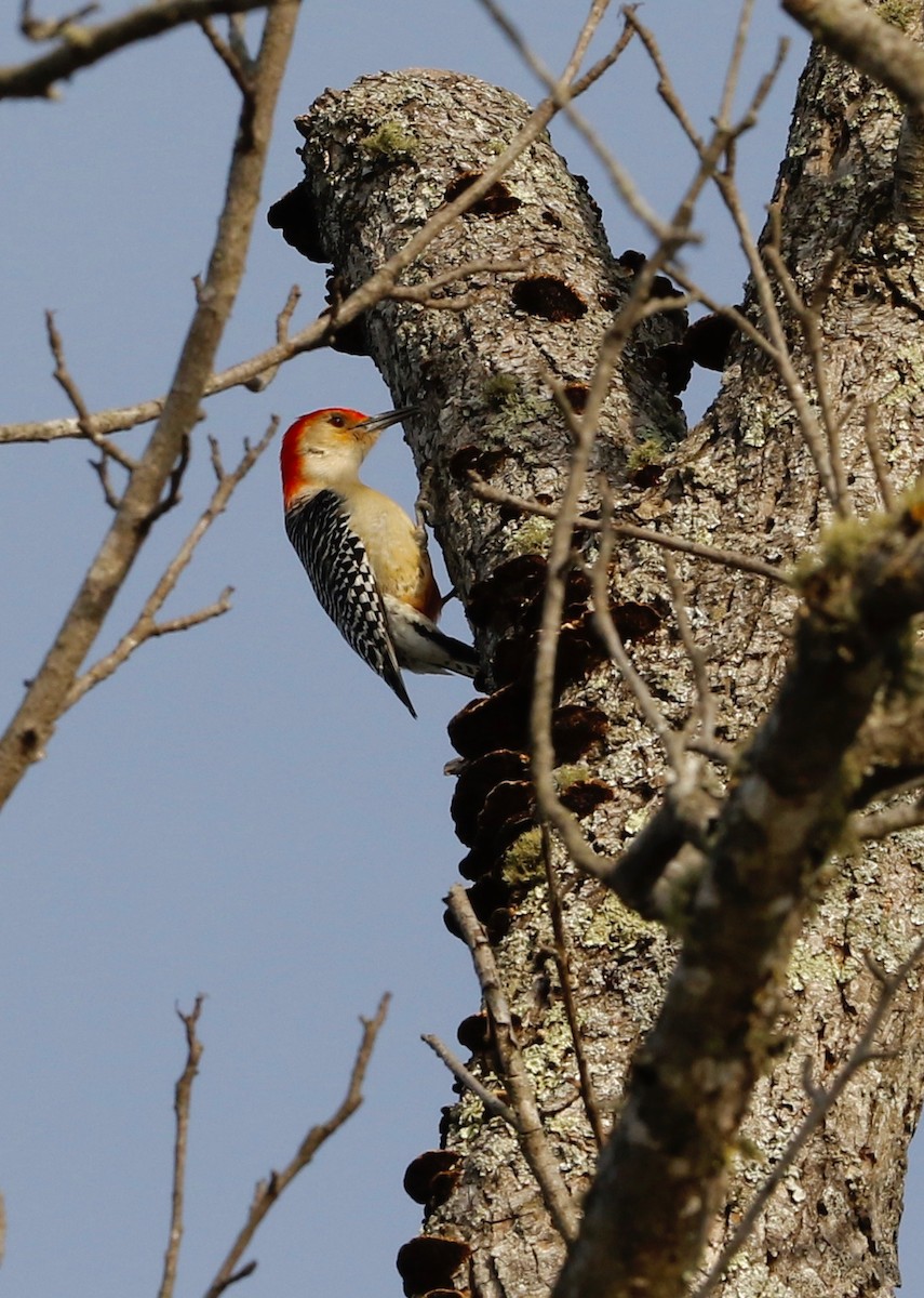 Red-bellied Woodpecker - ML53302751