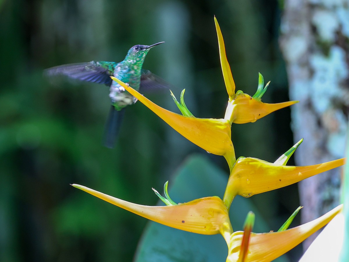 Violet-capped Woodnymph - ML533028341