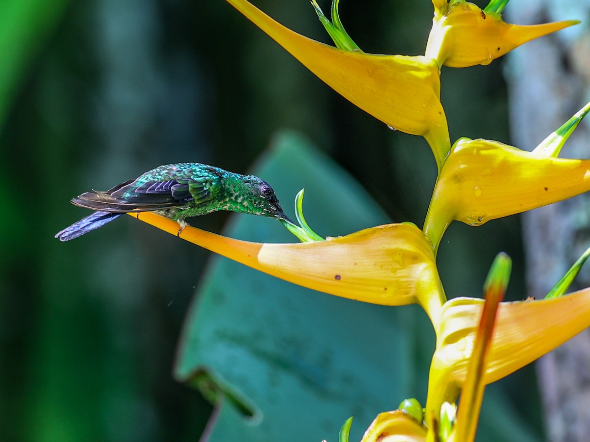 Violet-capped Woodnymph - ML533028351