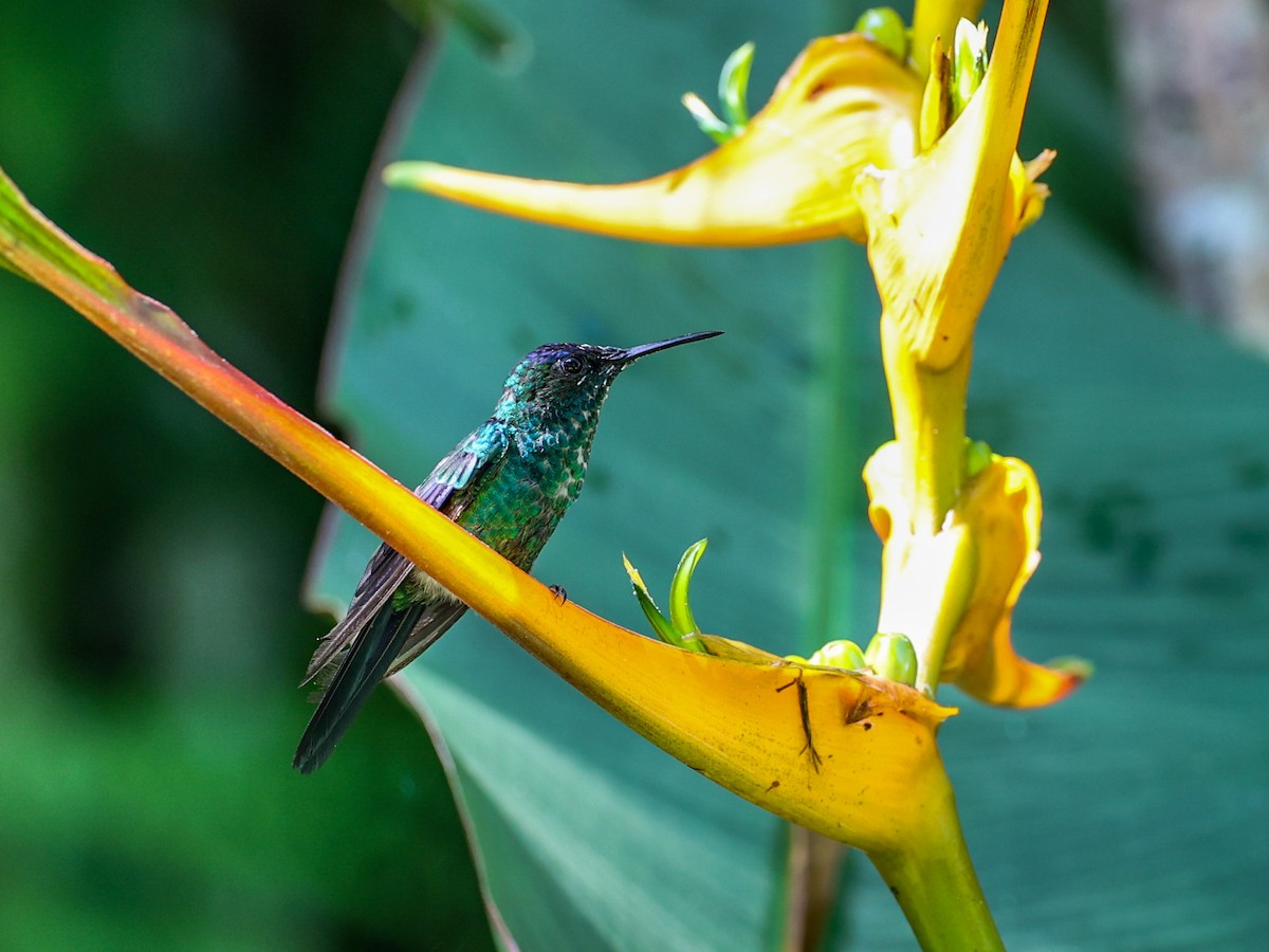 Violet-capped Woodnymph - ML533028361