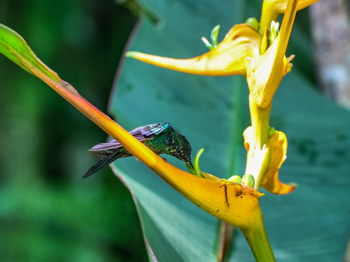 Violet-capped Woodnymph - ML533028371