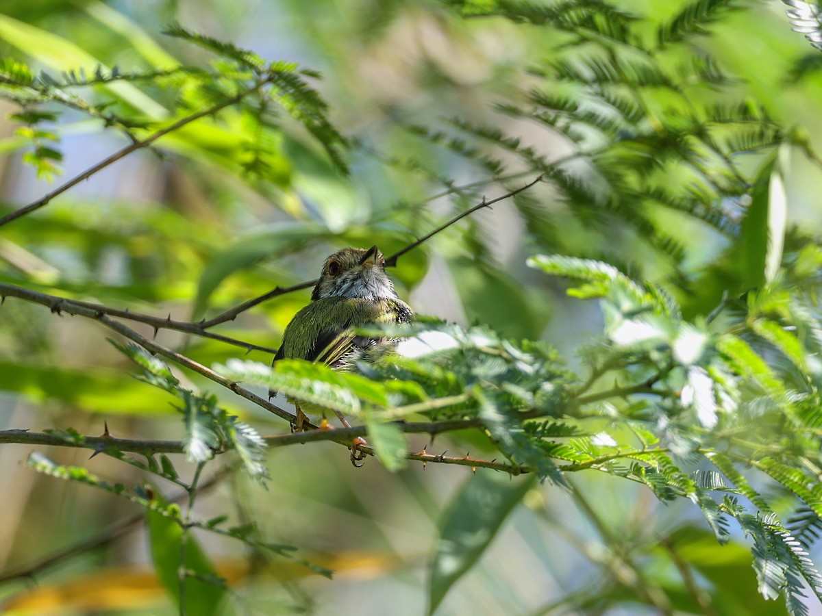Eared Pygmy-Tyrant - ML533028611