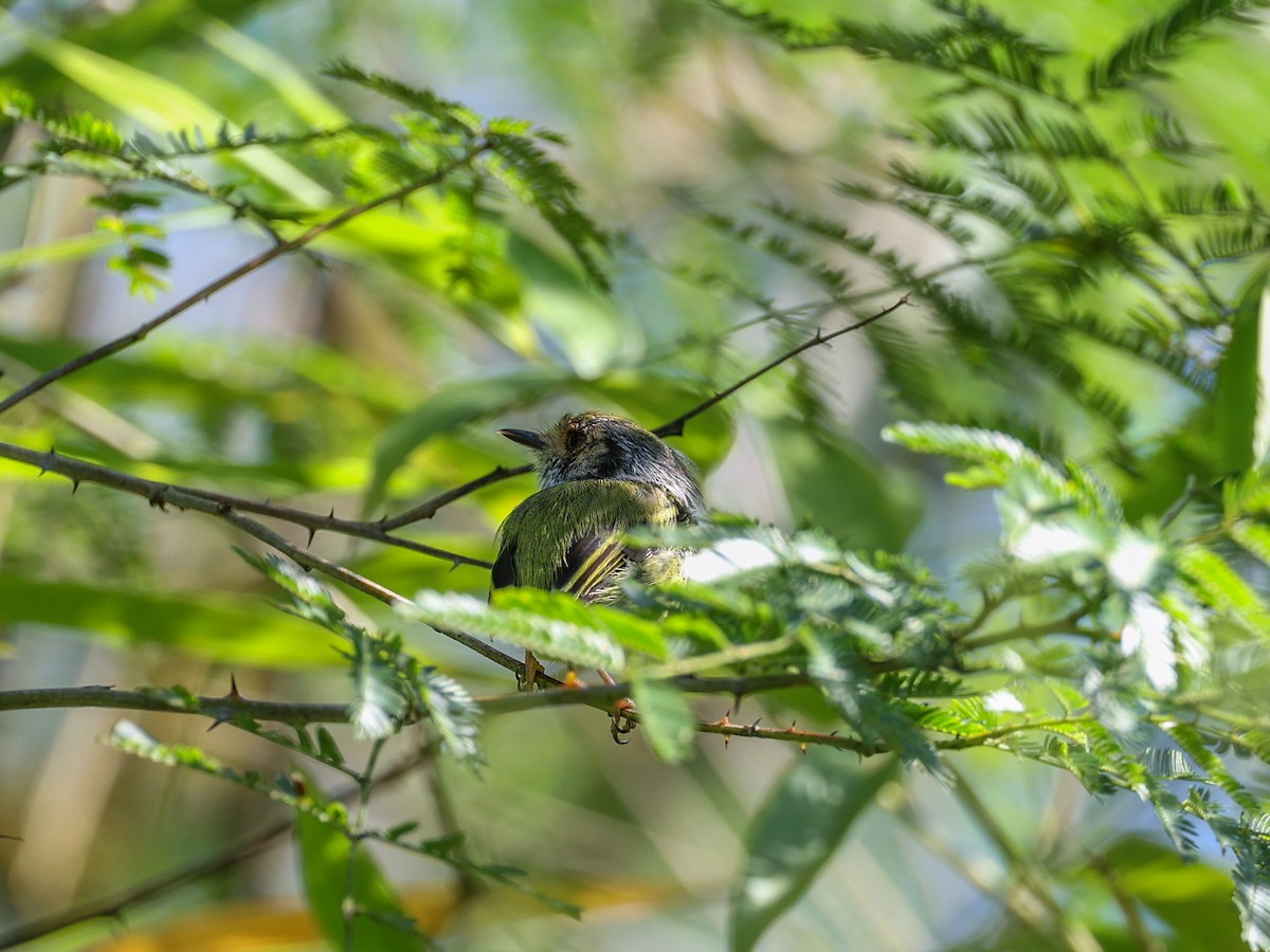 Eared Pygmy-Tyrant - ML533028621