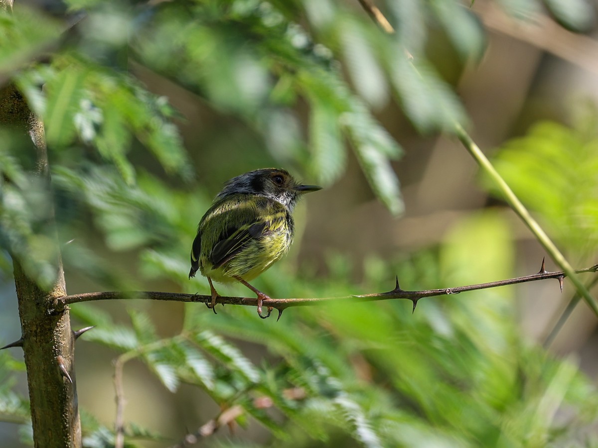 Eared Pygmy-Tyrant - ML533028631