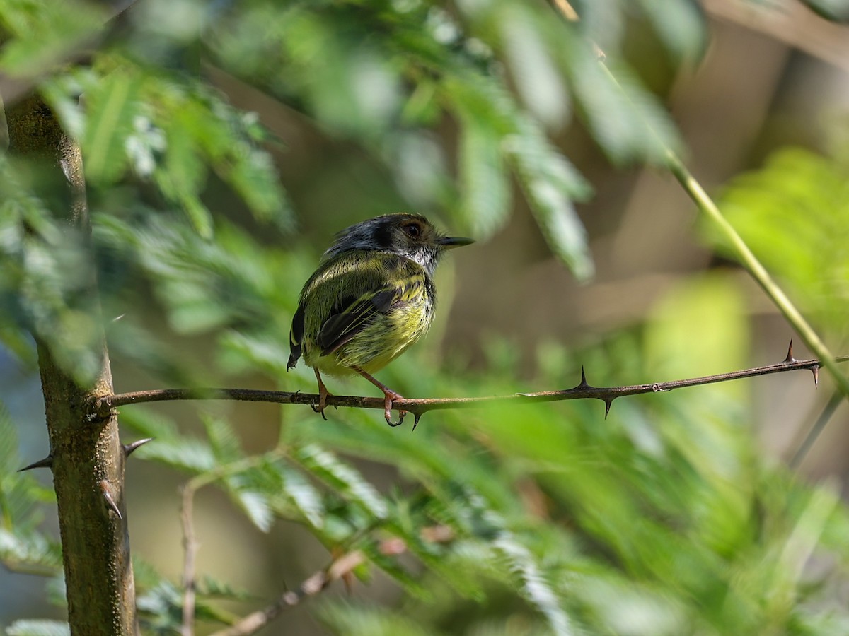 Eared Pygmy-Tyrant - ML533028641