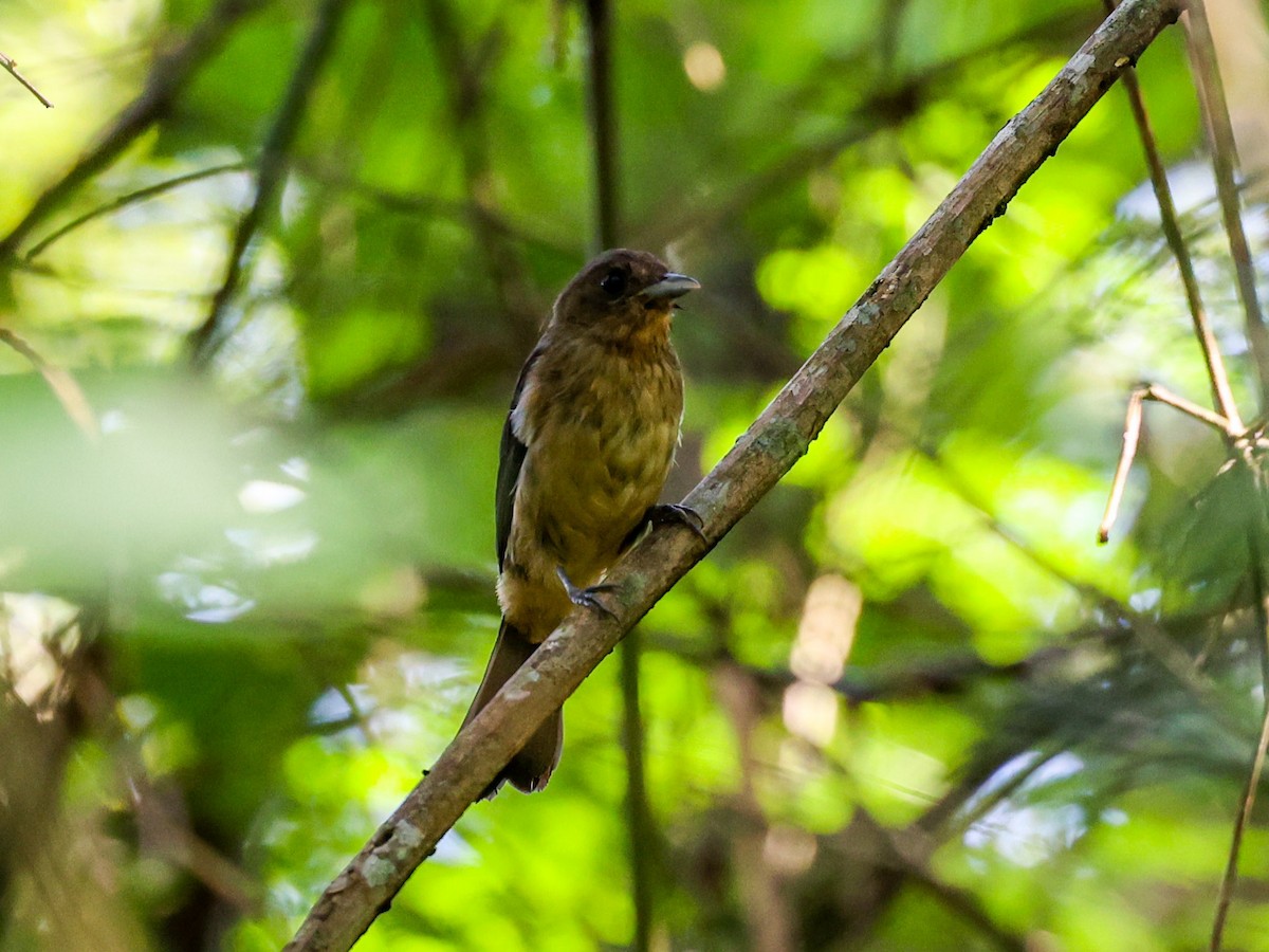 Black-goggled Tanager - ML533028761
