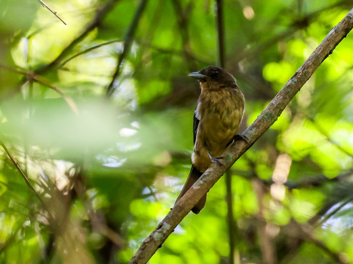 Black-goggled Tanager - ML533028771