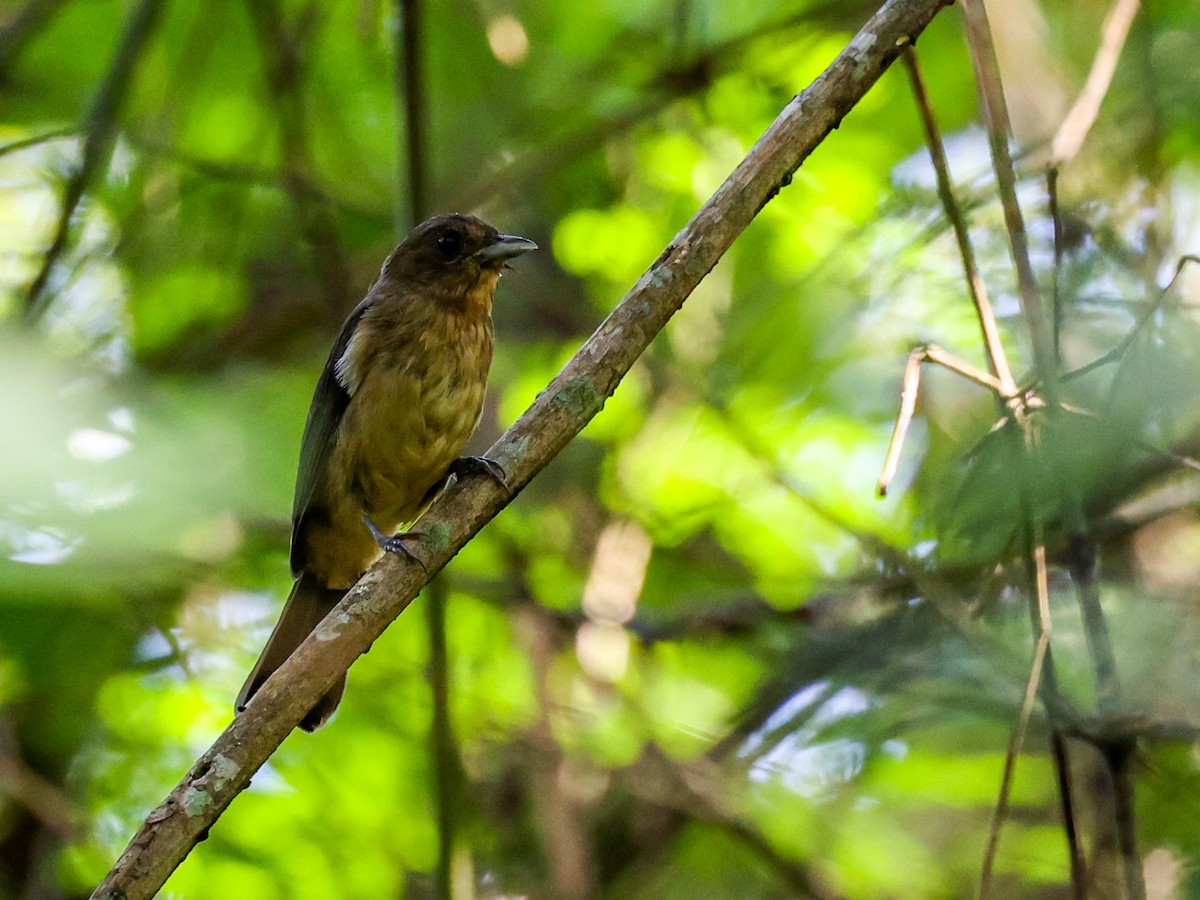 Black-goggled Tanager - ML533028781