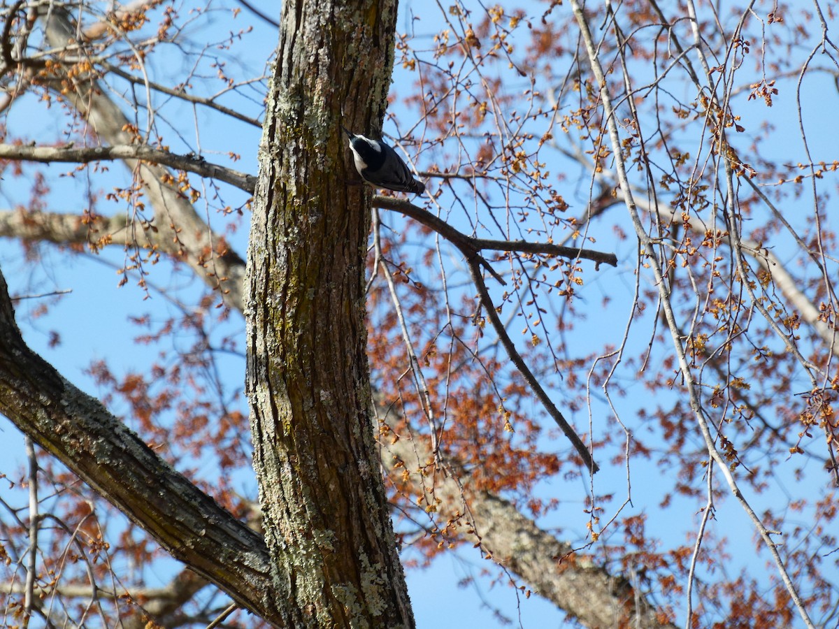 White-breasted Nuthatch - ML533028911