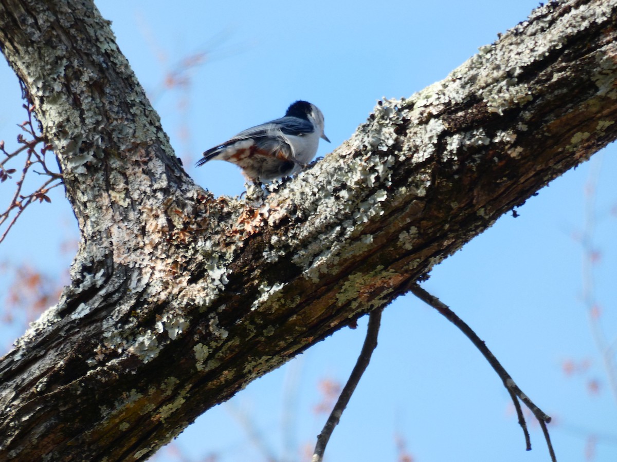 White-breasted Nuthatch - ML533028921