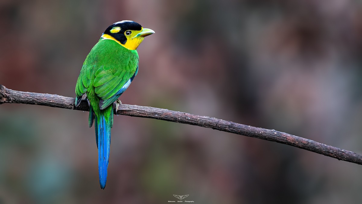 Long-tailed Broadbill - Bibaswan Sarkar