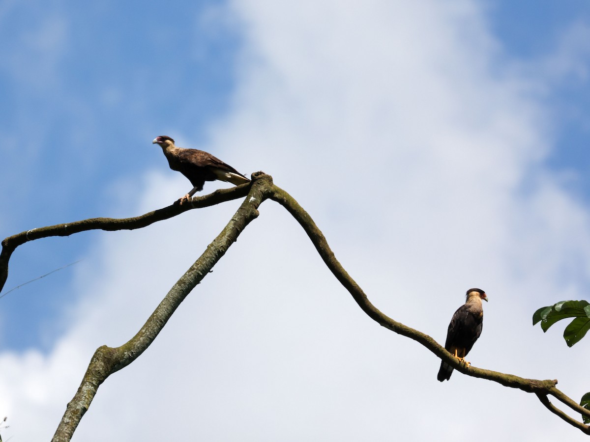 Crested Caracara - ML533029471