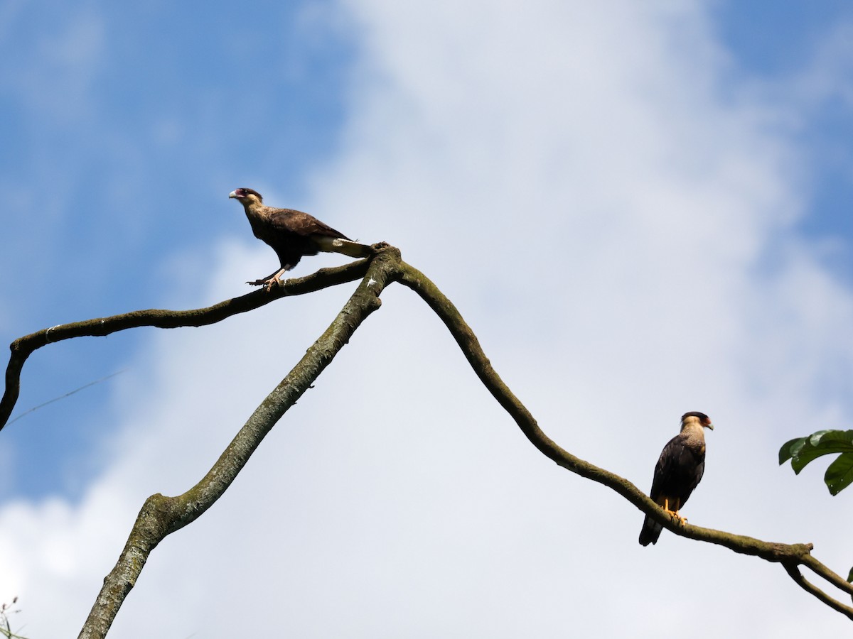 Crested Caracara - ML533029481