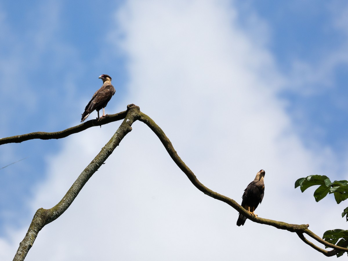 Crested Caracara - ML533029491
