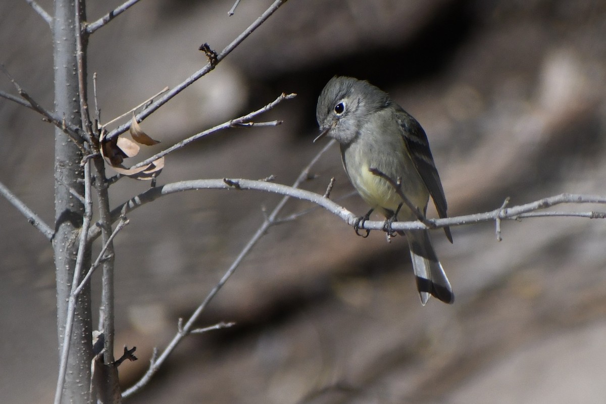 Hammond's Flycatcher - ML533030731
